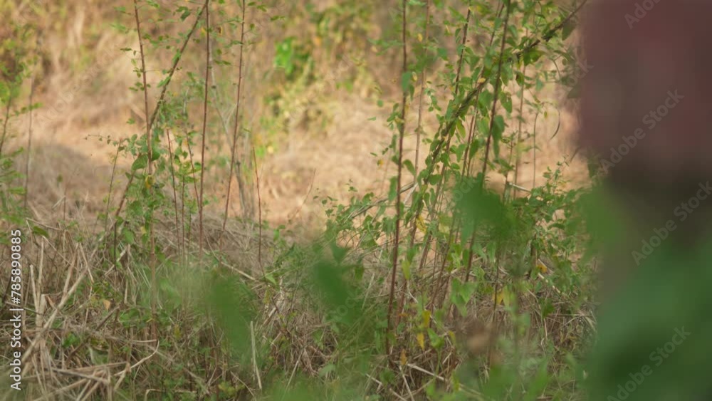 Poster a field of grass with some weeds and a few trees in india. the grass is dry and brown. the trees are