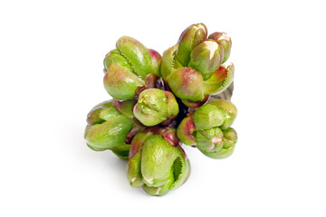 Unblown spring cherry buds on a white background. Young shoots of a fruit tree.