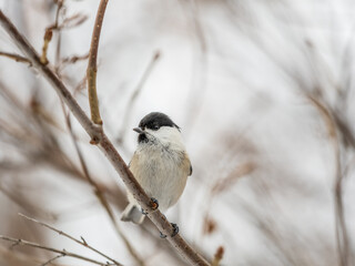 Cute bird the willow tit, song bird sitting on a branch without leaves in the winter.