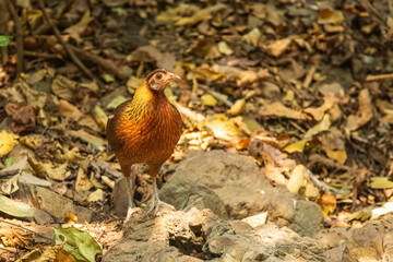 The female Red Junglefowl (Gallus gallus) has muted brown plumage, allowing her to blend into her surroundings for camouflage while nesting and caring for her young.