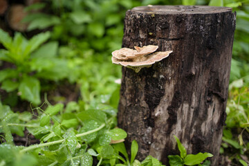Fungus growing on decaying tree trunk.