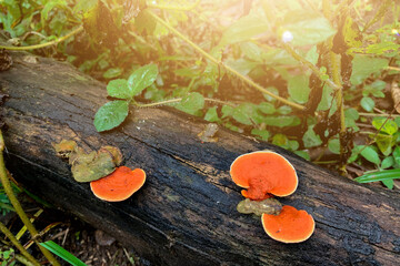Orange fungus growing on the moist wood.