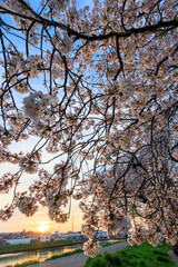 夕日に染まる川辺で満開に咲く美しいソメイヨシノ（桜）。

日本国神奈川県横浜市鶴見区、鶴見川にて。
2024年4月12日撮影。

Beautiful Someiyoshino sakura (Cerasus x yedoensis, cherry blossom) in full bloom by the riverside at sunset.

At Tsurumi River, Tsurum