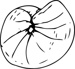 Hand drawn shell illustration on transparent background.

