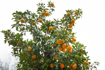 Orange  tree with fruits on white background.