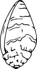 Hand drawn shell illustration on transparent background.
