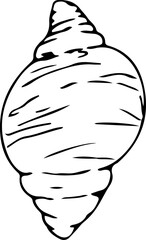 Hand drawn shell illustration on transparent background.
