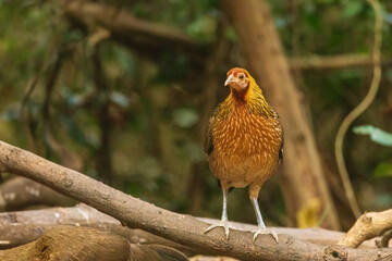 The female Red Junglefowl (Gallus gallus) has muted brown plumage, allowing her to blend into her surroundings for camouflage while nesting and caring for her young.
