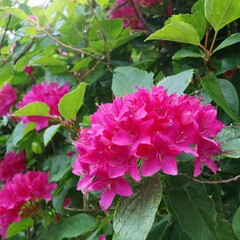 Fototapeta premium Botanical Marvels: Capturing the Essence of Garden Flowers