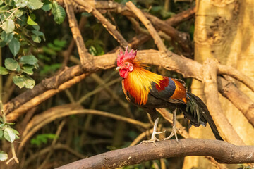 The male Red Junglefowl (Gallus gallus) is characterized by its vibrant plumage, featuring iridescent shades of red, orange, and gold, along with long, glossy tail feathers.