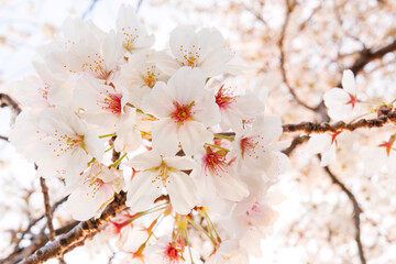 夕日に染まる川辺で満開に咲く美しいソメイヨシノ（桜）。

日本国神奈川県横浜市鶴見区、鶴見川にて。
2024年4月12日撮影。

Beautiful Someiyoshino sakura (Cerasus x yedoensis, cherry blossom) in full bloom by the riverside at sunset.

At Tsurumi River, Tsurum