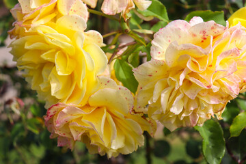 yellow flowering roses in garden