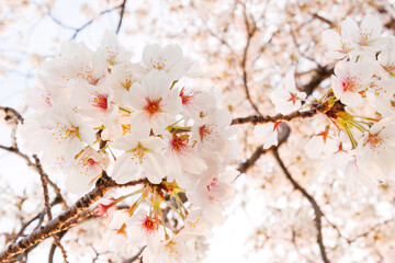 夕日に染まる川辺で満開に咲く美しいソメイヨシノ（桜）。

日本国神奈川県横浜市鶴見区、鶴見川にて。
2024年4月12日撮影。

Beautiful Someiyoshino sakura (Cerasus x yedoensis, cherry blossom) in full bloom by the riverside at sunset.

At Tsurumi River, Tsurum