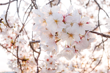 夕日に染まる川辺で満開に咲く美しいソメイヨシノ（桜）。

日本国神奈川県横浜市鶴見区、鶴見川にて。
2024年4月12日撮影。

Beautiful Someiyoshino sakura (Cerasus x yedoensis, cherry blossom) in full bloom by the riverside at sunset.

At Tsurumi River, Tsurum