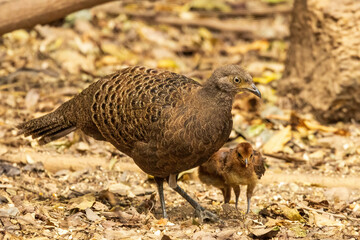 The female Grey Peacock-Pheasant (Polyplectron bicalcaratum) tends to her chicks with attentive care, blending into her surroundings with muted plumage to protect and nurture her offspring.