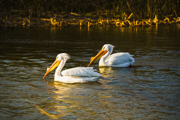 American White pelican. Two white pelicans floating on a water on the lake at sunset - Powered by Adobe