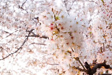 夕日に染まる川辺で満開に咲く美しいソメイヨシノ（桜）。

日本国神奈川県横浜市鶴見区、鶴見川にて。
2024年4月12日撮影。

Beautiful Someiyoshino sakura (Cerasus x yedoensis, cherry blossom) in full bloom by the riverside at sunset.

At Tsurumi River, Tsurum