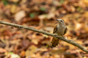 The Banded Bay Cuckoo (Cacomantis sonneratii) is a slender brown cuckoo featuring extensive fine barring on its plumage, with a pale face and underparts adding to its distinctive appearance.