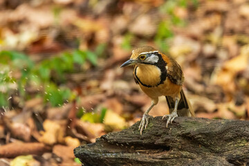 The Greater Necklaced Laughingthrush (Garrulax pectoralis) is a colorful bird native to Southeast Asia, recognized by its distinctive black necklace-like markings across its chest. 