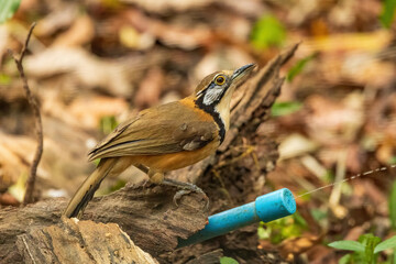 The Greater Necklaced Laughingthrush (Garrulax pectoralis) is a colorful bird native to Southeast Asia, recognized by its distinctive black necklace-like markings across its chest. 