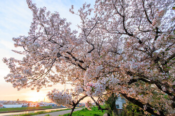 夕日に染まる川辺で満開に咲く美しいソメイヨシノ（桜）。

日本国神奈川県横浜市鶴見区、鶴見川にて。
2024年4月12日撮影。

Beautiful Someiyoshino sakura (Cerasus x yedoensis, cherry blossom) in full bloom by the riverside at sunset.

At Tsurumi River, Tsurum