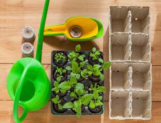 Green sprouts of young seedlings of garden aster flowers in peat tablets. Tools, watering can, peat tablets, paper cups and trowels on wooden background. Flat lay, close-up, top view