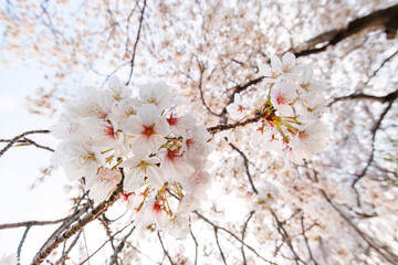 夕日に染まる川辺で満開に咲く美しいソメイヨシノ（桜）。

日本国神奈川県横浜市鶴見区、鶴見川にて。
2024年4月12日撮影。

Beautiful Someiyoshino sakura (Cerasus x yedoensis, cherry blossom) in full bloom by the riverside at sunset.

At Tsurumi River, Tsurum