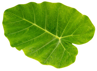 Green Colocasia leaf or Caladium leaf isolate on white background, Elephant Ear on white background...