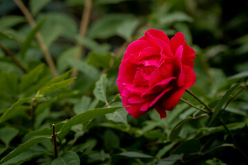 A red rose blooming in the middle of the garden