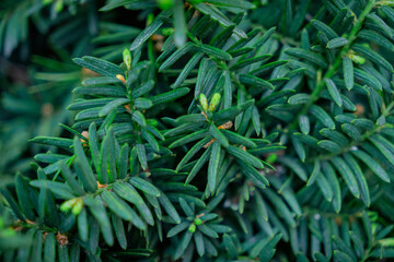 green taxus cuspidata leaf backgrounds