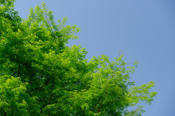 Green leaves against spring sky background