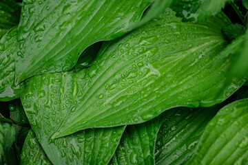Fresh leaves and water droplets in the morning after rain