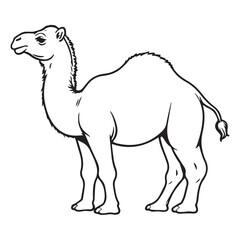 camel line illustration for download