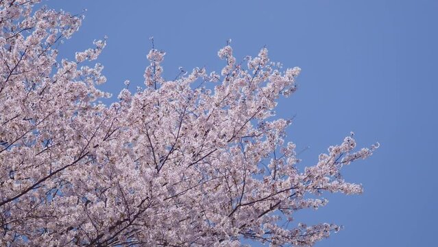 青空と桜 春イメージ05