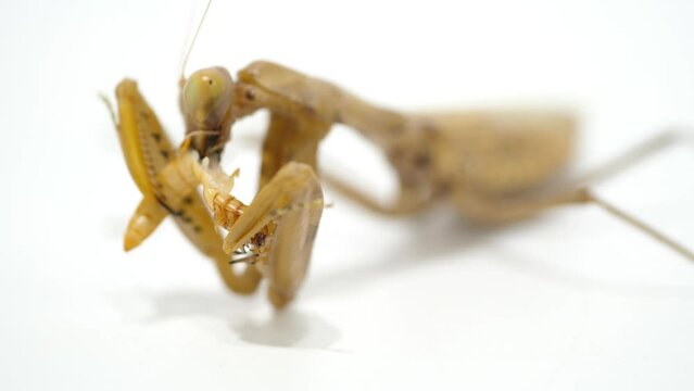 カマキリの捕食シーンD-2（カマキリの捕食シーンD-1～D-4の4つの動画を繋ぎ合わせると、エサを捕獲してから完食するまでのワンシーンが完成します。）