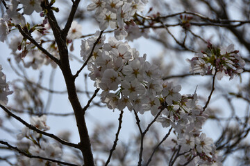 春の日差しを浴びて輝く満開の桜