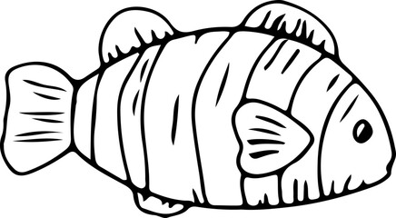 Hand drawn fish illustration on transparent background.
