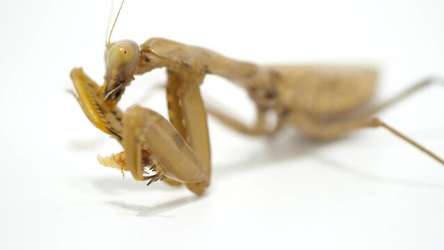 カマキリの捕食シーンD-3（カマキリの捕食シーンD-1～D-4の4つの動画を繋ぎ合わせると、エサを捕獲してから完食するまでのワンシーンが完成します。）