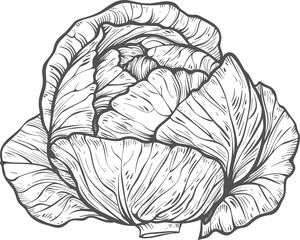 Cabbage clipart design illustration