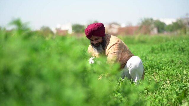 Happy punjab sikh indian farmer working in agriculture field, Harvesting crop, Organic farming, Rural scene village india, Slow motion shot. Copy space.