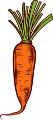 Carrot clipart design illustration