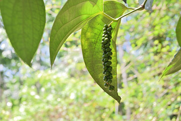Side view of an unripe Black pepper spike hanging from the vine twig
