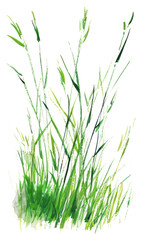 Naklejka premium PNG Meadow grass green vegetation agropyron plant