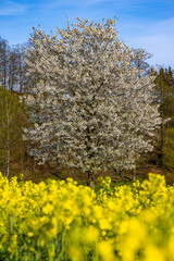 einzelner Baum weiß blühend mit Rapsfeld