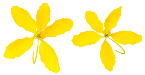 Bunch of Golden shower flower isolated on white background, Golden shower flower or Indian laburnu, Cassia fistula on White Background PNG File.