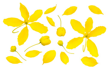 Bunch of Golden shower flower isolated on white background, Golden shower flower or Indian laburnu,...
