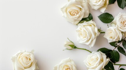 white roses on a white background with soft focus and space for text
