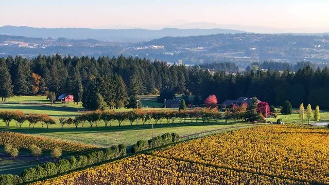 Aerial: The Undulating Landscape Of Vineyards In Autumn, A Mosaic Of Golden Vines Under A Soft Morning Light, Harmonizing With The Lush Greenery Of Distant Hills. - Sherwood, Oregon