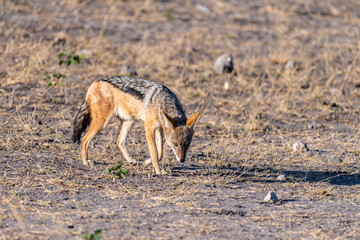 Close-up of a side-striped Jackal -Canis Adustus- roaming around Chobe national park, Botswana on an early morning.