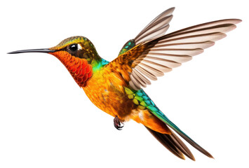 PNG Humming bird hummingbird wildlife animal - Powered by Adobe